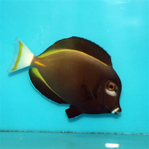 Maybe you would like to learn more about one of these? Gold-rimmed Tang, Acanthurus nigricans, Whitecheek Surgeonfish
