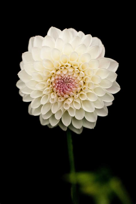 Free Photo White Petaled Flower Garden Summer Stem Free Download