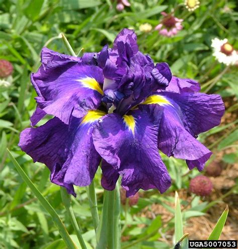 Iris Ensata Russian Iris Go Botany