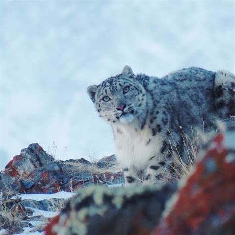 Imagenes De Virus Fotografiaron A Leopardo De Las Nieves Que Está En
