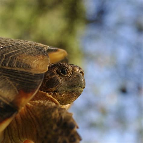 The Flying Tortoise Alexcoitus Flickr