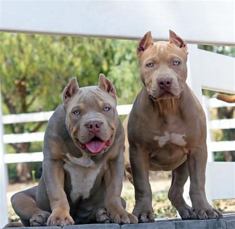 Probull extreme xxl american bully and xxl pitbull puppies are 8 weeks old and up to date on all vaccines and thoroughly dewormed before they are permitted to. XXL Blue Pitbulls Biggest Pitbull Puppies Kennel ...