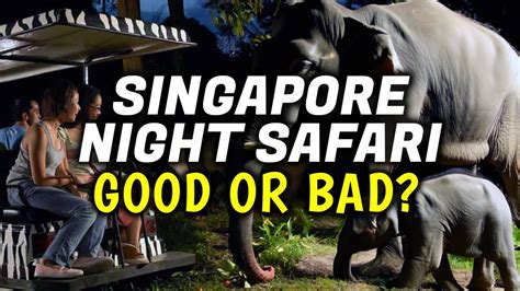 Singapore Night Safari Review │ Things To Do In Singapore Youtube