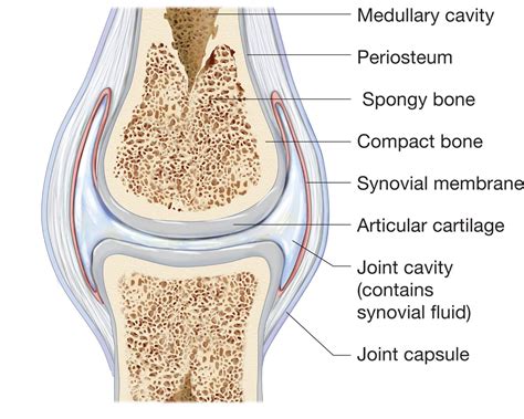 Synovial Joints Labeling Structures