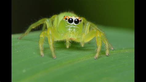 Amazing Green Colour Spider Youtube