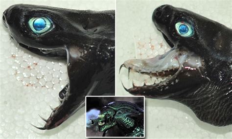 Scientists Capture Rare Viper Shark With Extendable Jaws Like The