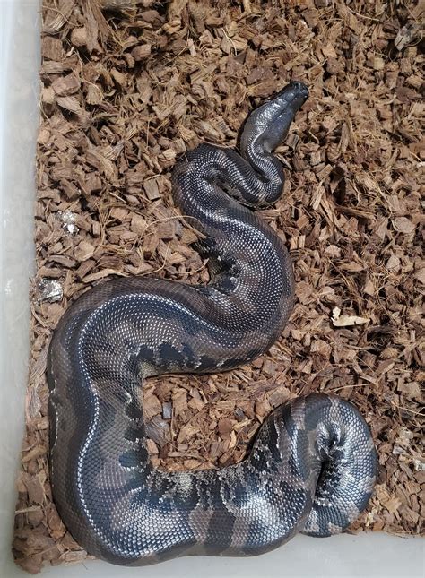 Sumatran Short Tailed Python By Cl Serpents Morphmarket