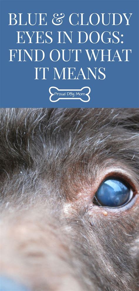 Please keep reading to find out. 81 best Dog Health Tips images on Pinterest | Dog mom, Dog ...