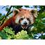 In Video Bristol Zoo Celebrates Ahead Of Red Panda Day With New 