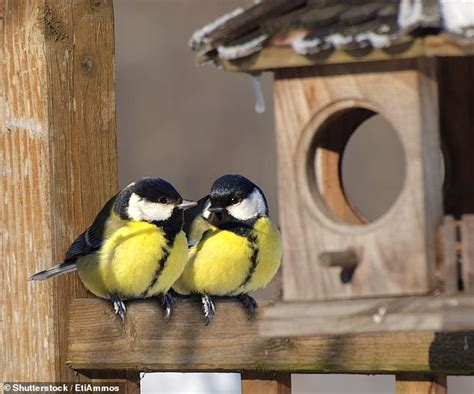 Nature Great Tits Who Meet Their Spouses Earlier Are More Likely To