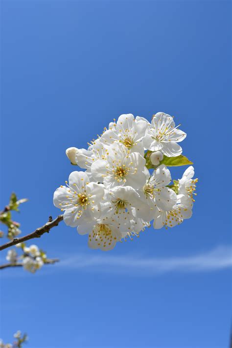 Free Images Branch Sky White Flower Petal Bloom Spring Produce