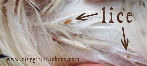 Chicken Lice A Non Toxic Way To Rid Your Chickens And Their Coop Of