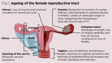 Anatomy And Physiology Of Ageing 8 The Reproductive System Nursing Times Reproductive