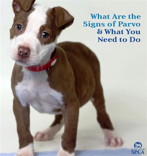It is much rarer to get cases of parvo in older dogs that have been protected by vaccination. What Are the Signs of Parvo & What You Need to Do