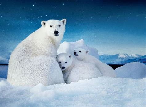 Mom And Babys Polar Bear Ijsbeer Polar Bear Baby Polar Bears Bear