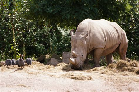 Rhino Wallpapers Pictures Images
