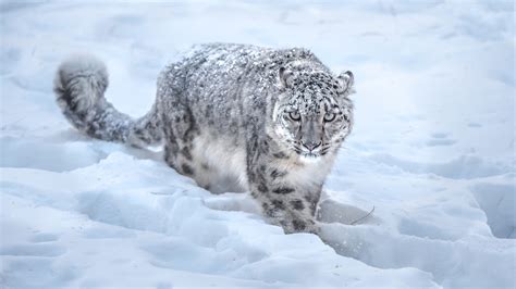 Predator Leopard Is Walking On Snow Hd Animals Wallpapers Hd