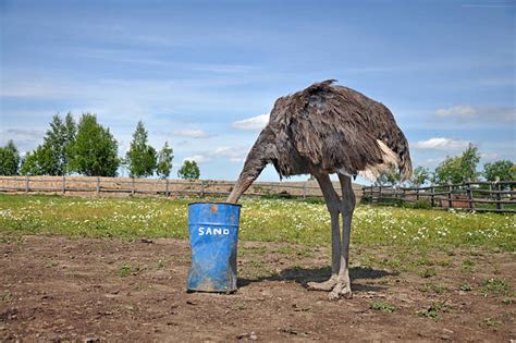 Funny Ostrich Stock Photos Pictures And Royalty Free Images Istock