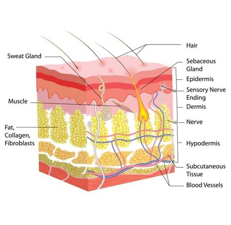 All About The Structures Within Your Skins Dermis And How They