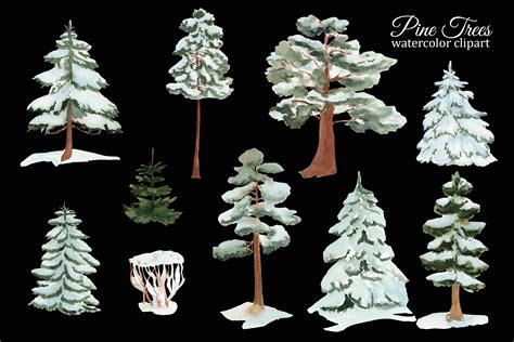 Winter Pine Trees Watercolor Clipart Spruce Png Forest Illustration