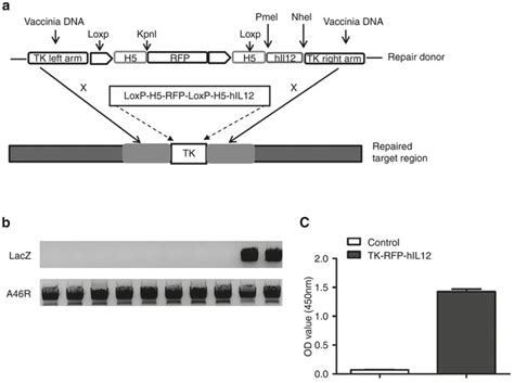 Rna Guided Cas9 Induces Homologous Recombination In The Tk Region With