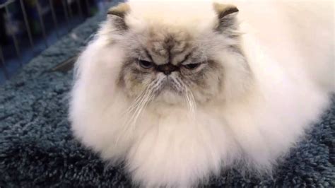 Is A Himalayan The Right Cat Breed For You Youtube