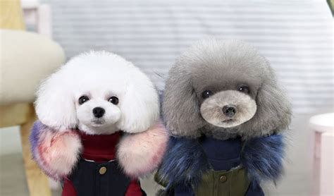 2020 Glorious Kek Winter Dog Clothes Luxury Faux Fur Collar Dog Coat