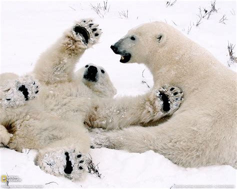Lollitop Polar Bear Cubs Playing Canada