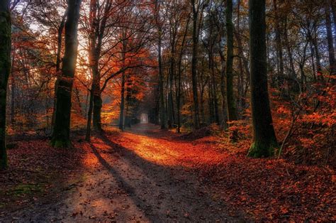 Landscape Nature Path Fall Forest Red Leaves Sunlight Dirt Road Trees