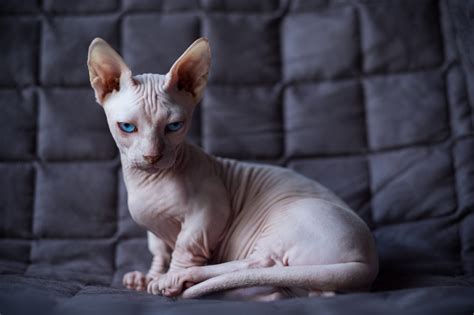 31 ugly cats that are still cute
