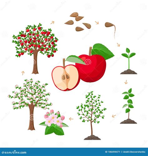 Apple Tree Life Cycle From Seeds To Ripe Red Apples Tree Growing From