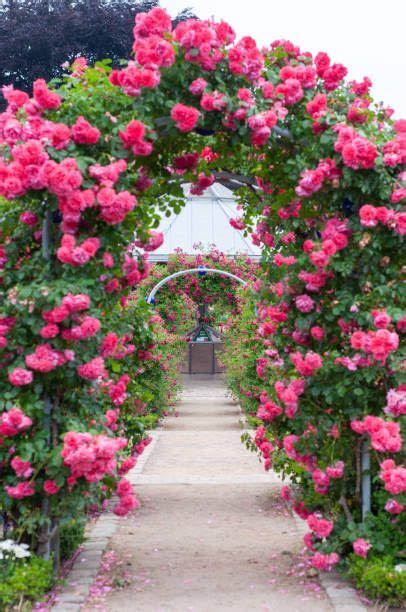 Rose Arch In The Park Planten Un Blomen Hamburg Germany Most