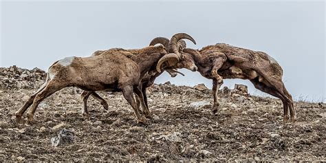 Big Horn Sheep Butting Horns In Rut Photograph By Yeates Photography