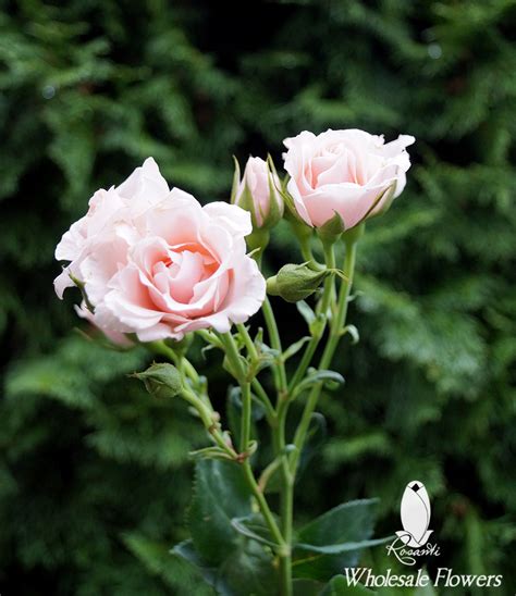 Light Pink Spray Roses Rosanti Flowers
