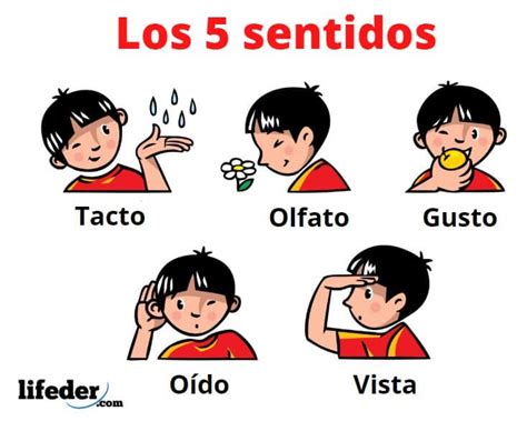 Los 5 Sentidos Y Sus Funciones T Shirt Image Education English Dark