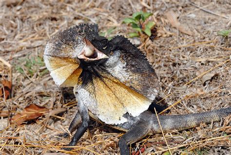 Frill Necked Lizard Stock Image F0312605 Science Photo Library