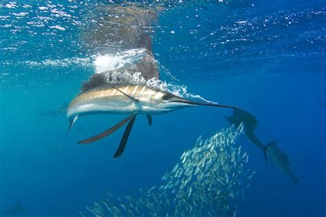 More Sailfish Trip Reports And Travel Wetpixel