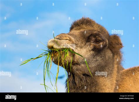 Camel bactrian hi-res stock photography and images - Alamy