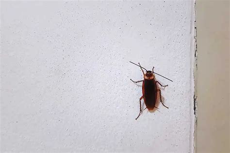 Can Cockroaches Climb Walls Pest Control Options