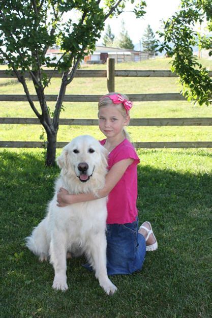 We are a small, family run kennel in southern oregon. Superior English Cream Golden Retriever Breeders In Oregon ...
