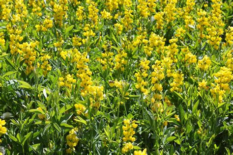Field Of Yellow Wildflowers Photos Diagrams And Topos Summitpost