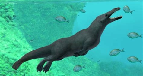 Four Legged Prehistoric Whale Fossil Found In Peru Business Recorder