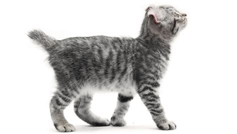Highlander Mixed Cat Breed Information And Characteristics