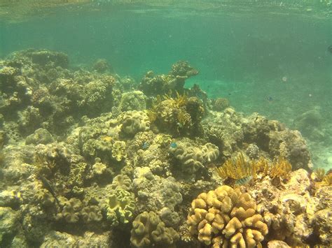 Great Barrier Reef Wikipedia