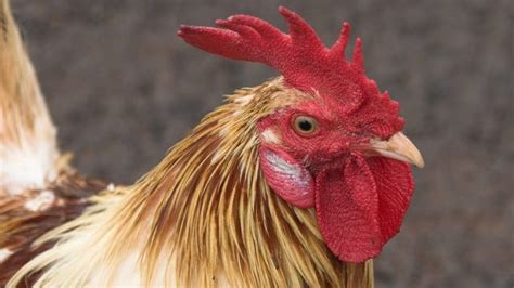 Teams will practice at the indiana convention. So wait, why don't birds have penises?