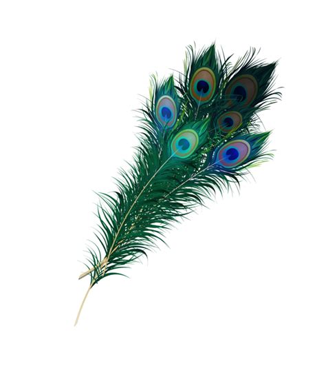 Feather Asiatic peafowl Clip art - Peacock feather png download - 820*974 - Free Transparent ...