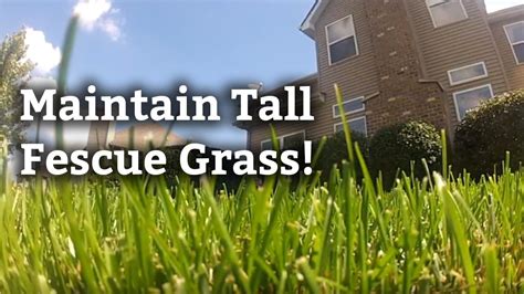 Identifying And Maintaining Tall Fescue Grass L Expert Lawn Care Tips Youtube