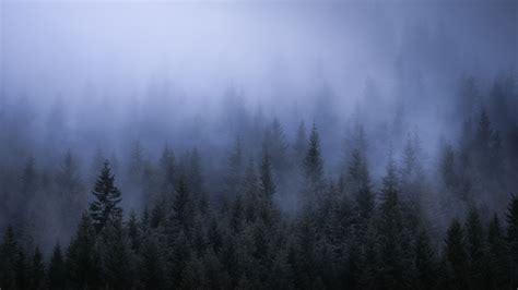 2560x1440 Fog Dark Forest Tress Landscape 5k 1440p Resolution Hd 4k