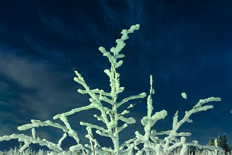 In den kühlen, regnerischen frühjahrstagen dieses jahres hörte man oft fragen: Wann wird es wieder richtig Winter... Foto & Bild ...