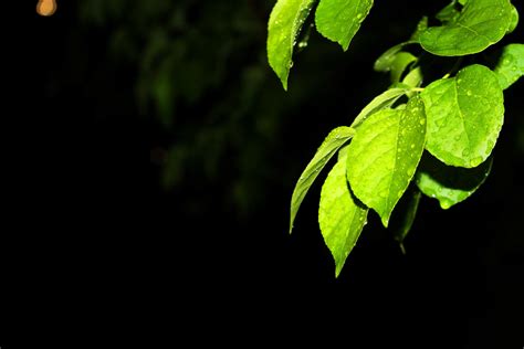 Free Images Tree Nature Branch Sunlight Leaf Flower Green